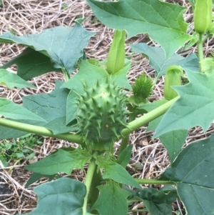 Datura stramonium at O'Connor, ACT - 20 Mar 2021 10:12 AM