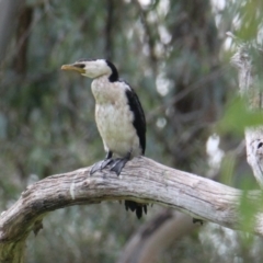 Microcarbo melanoleucos (Little Pied Cormorant) at Albury - 17 Mar 2021 by PaulF