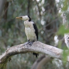 Microcarbo melanoleucos (Little Pied Cormorant) at Albury - 16 Mar 2021 by PaulF