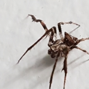 Novakiella trituberculosa at Sullivans Creek, Lyneham South - 23 Mar 2021 02:11 PM