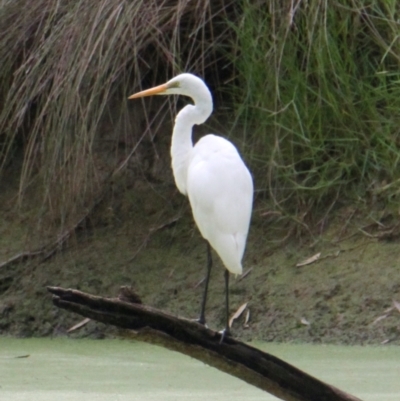 Ardea alba (Great Egret) at Wonga Wetlands - 16 Mar 2021 by PaulF