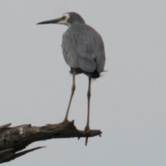 Egretta novaehollandiae (White-faced Heron) at Splitters Creek, NSW - 17 Mar 2021 by PaulF