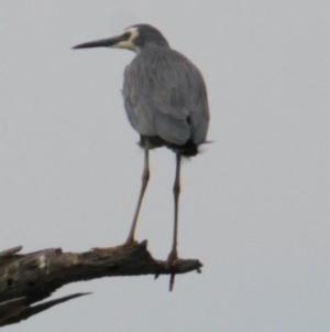 Egretta novaehollandiae at Albury - 17 Mar 2021