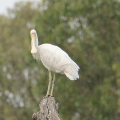 Platalea flavipes (Yellow-billed Spoonbill) at Splitters Creek, NSW - 17 Mar 2021 by PaulF