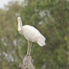 Platalea flavipes (Yellow-billed Spoonbill) at Albury - 17 Mar 2021 by PaulF