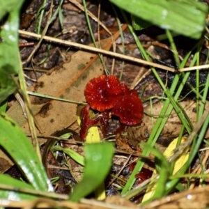 Cruentomycena viscidocruenta at Weston, ACT - 23 Mar 2021