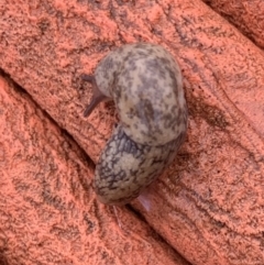 Limax maximus (Leopard Slug, Great Grey Slug) at Murrumbateman, NSW - 23 Mar 2021 by SimoneC