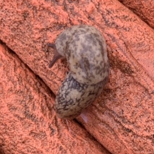 Limax maximus at Murrumbateman, NSW - 23 Mar 2021