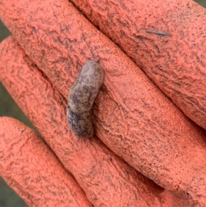 Limax maximus at Murrumbateman, NSW - 23 Mar 2021