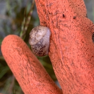 Limax maximus at Murrumbateman, NSW - 23 Mar 2021