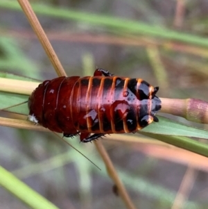 Platyzosteria similis at Murrumbateman, NSW - 23 Mar 2021