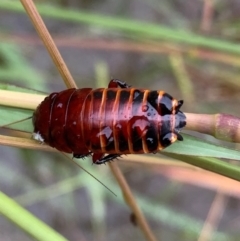 Unidentified Cockroach (Blattodea, several families) (TBC) at Murrumbateman, NSW - 23 Mar 2021 by SimoneC
