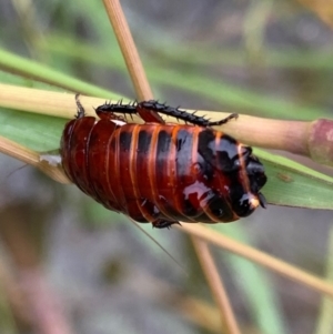 Platyzosteria similis at Murrumbateman, NSW - 23 Mar 2021