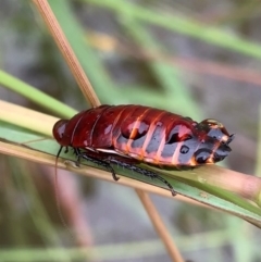 Platyzosteria similis at Murrumbateman, NSW - 23 Mar 2021