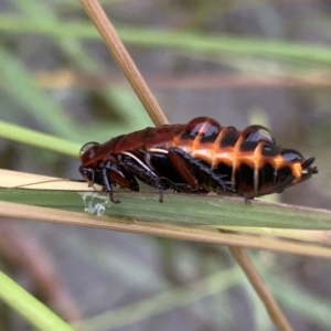 Platyzosteria similis at Murrumbateman, NSW - 23 Mar 2021