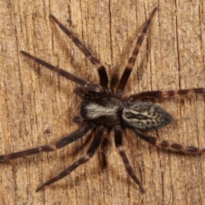 Badumna sp. (genus) (Lattice-web spider) at Melba, ACT - 17 Mar 2021 by kasiaaus