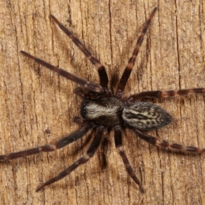 Badumna sp. (genus) (Lattice-web spider) at Melba, ACT - 16 Mar 2021 by kasiaaus