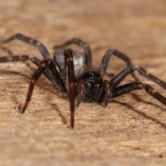 Badumna sp. (genus) at Melba, ACT - 17 Mar 2021