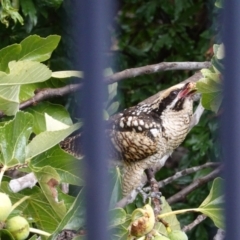 Eudynamys orientalis (Pacific Koel) at Hughes, ACT - 19 Mar 2021 by JackyF