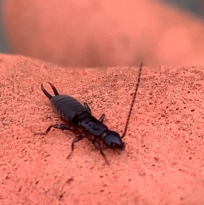 Dermaptera (order) (Earwig) at Murrumbateman, NSW - 23 Mar 2021 by SimoneC