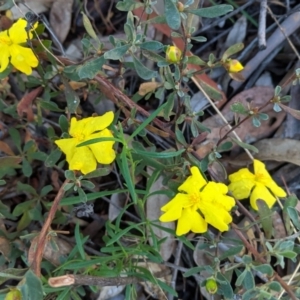 Hibbertia obtusifolia at Hughes, ACT - 19 Mar 2021