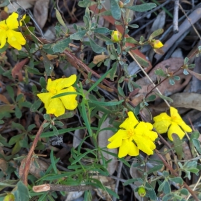 Hibbertia obtusifolia (Grey Guinea-flower) at Hughes, ACT - 19 Mar 2021 by JackyF