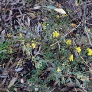 Hibbertia obtusifolia at Hughes, ACT - 19 Mar 2021