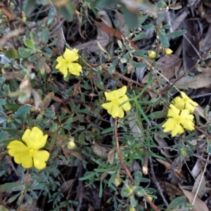 Hibbertia obtusifolia at Hughes, ACT - 19 Mar 2021