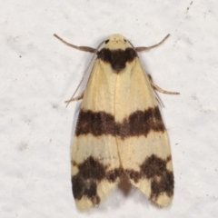 Thallarcha chrysochares (Tiger Footman) at Melba, ACT - 17 Mar 2021 by kasiaaus