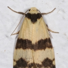 Thallarcha chrysochares at Melba, ACT - 17 Mar 2021 10:55 PM