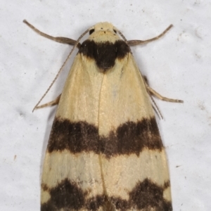 Thallarcha chrysochares at Melba, ACT - 17 Mar 2021 10:55 PM