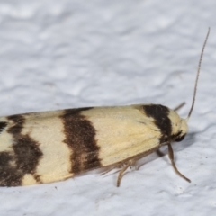 Thallarcha chrysochares at Melba, ACT - 17 Mar 2021 10:55 PM