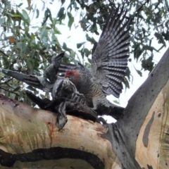 Callocephalon fimbriatum (Gang-gang Cockatoo) at Red Hill to Yarralumla Creek - 23 Mar 2021 by JackyF