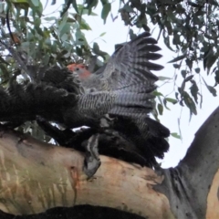 Callocephalon fimbriatum at Deakin, ACT - 23 Mar 2021