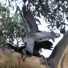 Callocephalon fimbriatum at Deakin, ACT - 23 Mar 2021