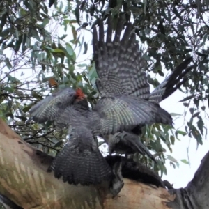 Callocephalon fimbriatum at Deakin, ACT - 23 Mar 2021