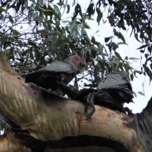 Callocephalon fimbriatum at Deakin, ACT - suppressed