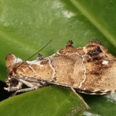 Arrade leucocosmalis (A Hypeninae moth) at Melba, ACT - 17 Mar 2021 by kasiaaus