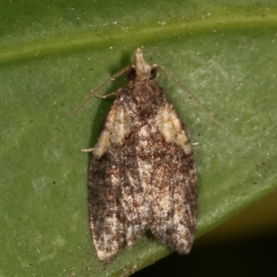 Capua intractana (A Tortricid moth) at Melba, ACT - 17 Mar 2021 by kasiaaus