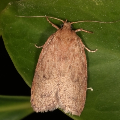 Garrha leucerythra (A concealer moth) at Melba, ACT - 17 Mar 2021 by kasiaaus