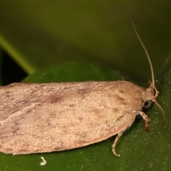 Garrha leucerythra at Melba, ACT - 17 Mar 2021 10:57 PM