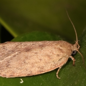 Garrha leucerythra at Melba, ACT - 17 Mar 2021 10:57 PM