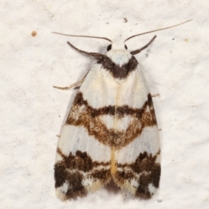 Thallarcha albicollis at Melba, ACT - 18 Mar 2021