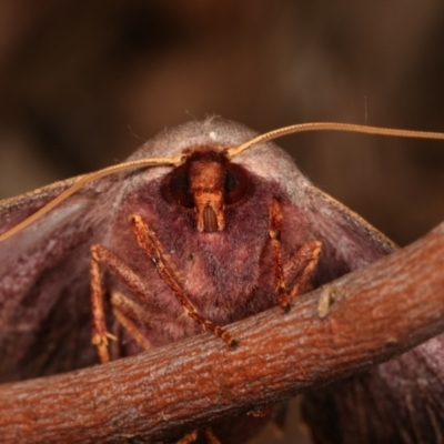 Monoctenia smerintharia (Dark Leaf Moth) at Melba, ACT - 18 Mar 2021 by kasiaaus