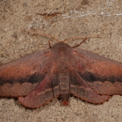 Monoctenia smerintharia at Melba, ACT - 18 Mar 2021 01:25 AM