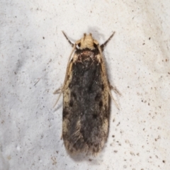 Hoplostega ochroma (a Eulechria Group moth) at Melba, ACT - 17 Mar 2021 by kasiaaus