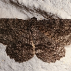 Ectropis fractaria (Ringed Bark Moth) at Melba, ACT - 17 Mar 2021 by kasiaaus