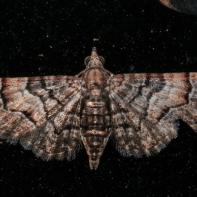 Chloroclystis metallospora (Geometer moth) at Melba, ACT - 17 Mar 2021 by kasiaaus