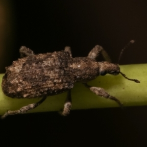 Ethemaia sellata at Melba, ACT - 18 Mar 2021 01:43 AM