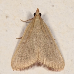 Ocrasa albidalis (A Pyralid moth) at Melba, ACT - 17 Mar 2021 by kasiaaus